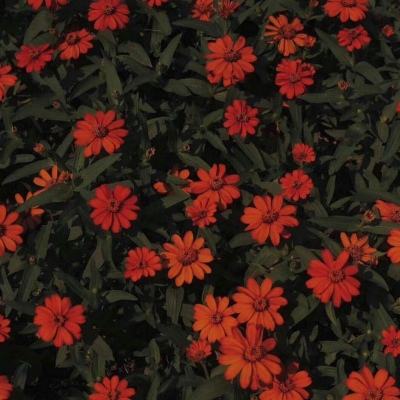 幸运彩票下载手机版